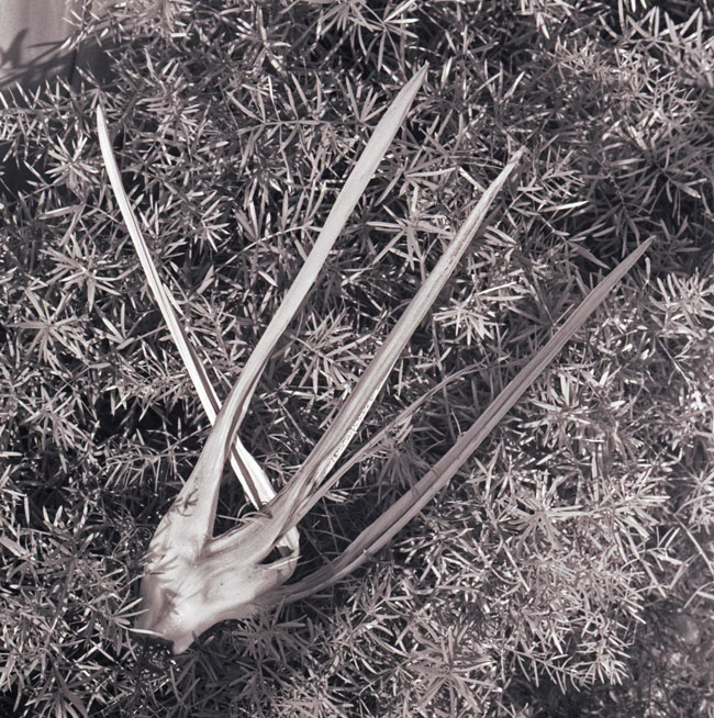 Finger Plant, 2006