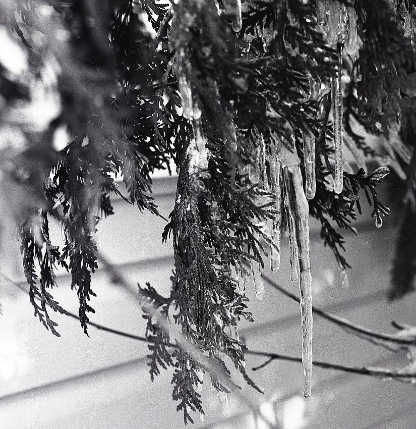 Fir and Ice