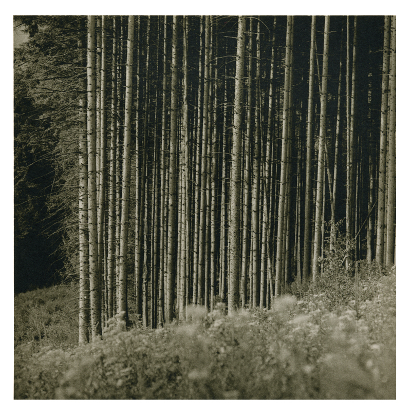 Fir trees- Vosges
