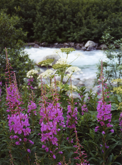 Fireweed