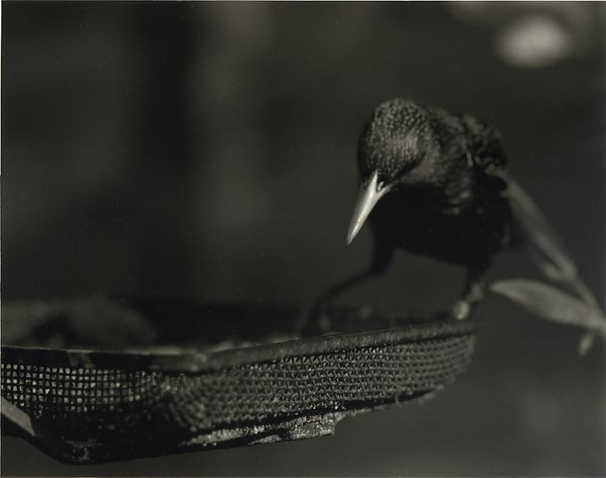 First Bird Shot