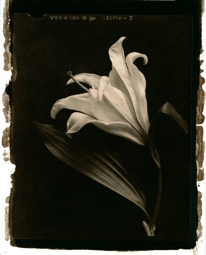 First decent salt  -  Lily 1