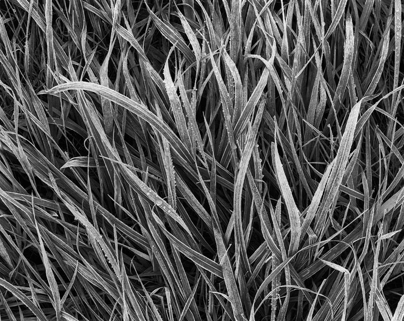 first frost