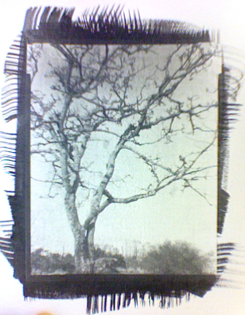 First Gum Print (fourth Attempt)