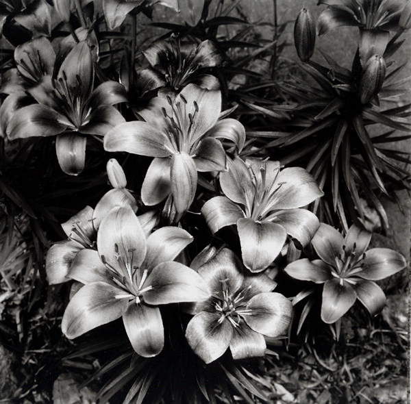 First Polaroid type 55 Negative