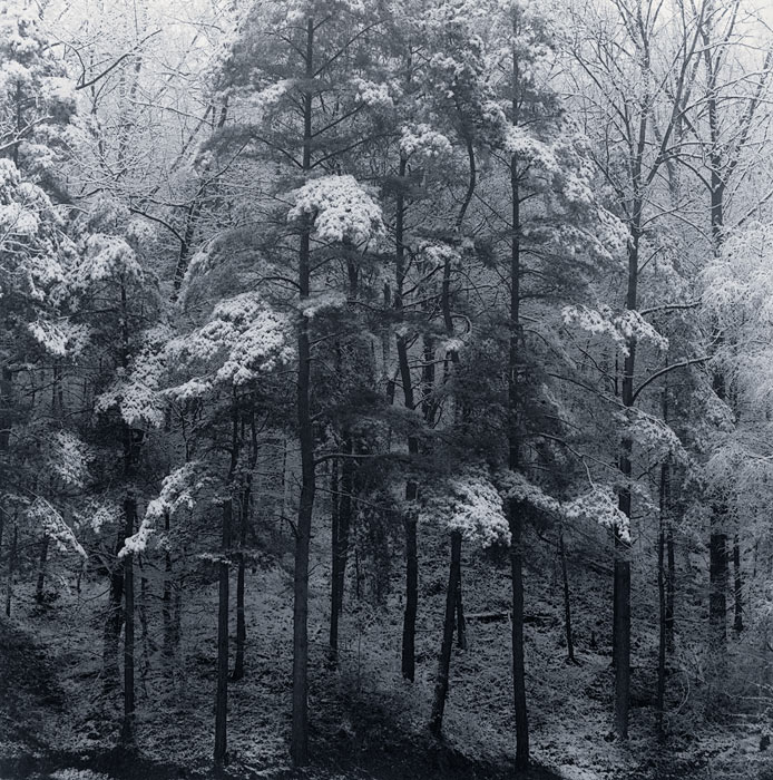 Fischenich Grove