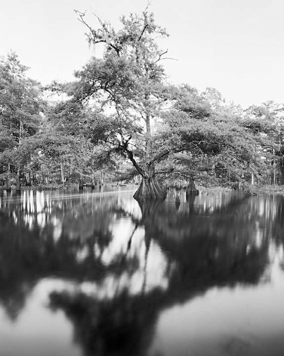fish eating creek #11