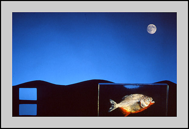 FISH OUT OF WATER