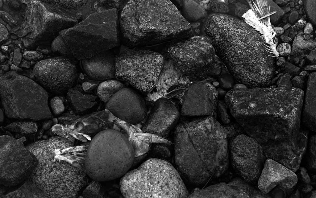 FishBones