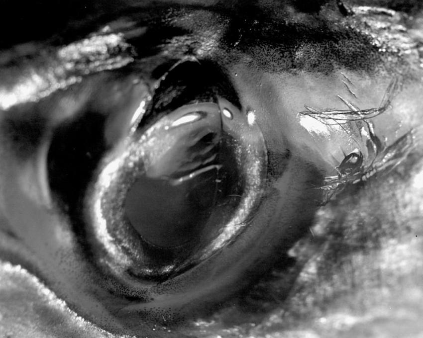 Fisheye Experiment
