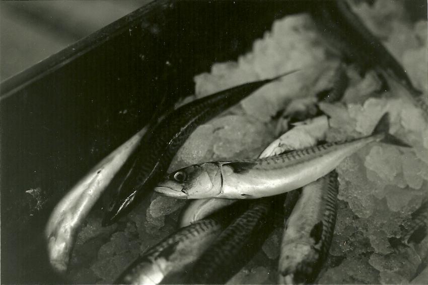 Fishy Buissness