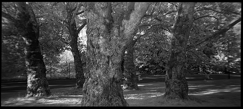 Five Maples