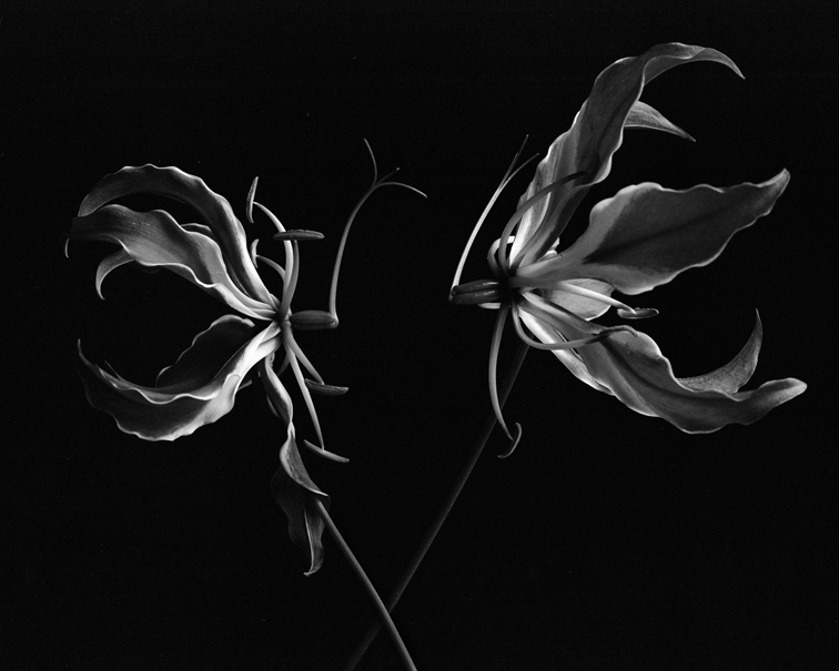 Flame Lilies