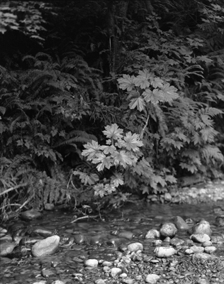 flaming geyser - wider view