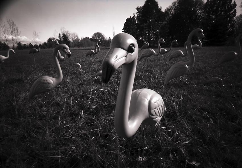 Flamingos along Peoria Road