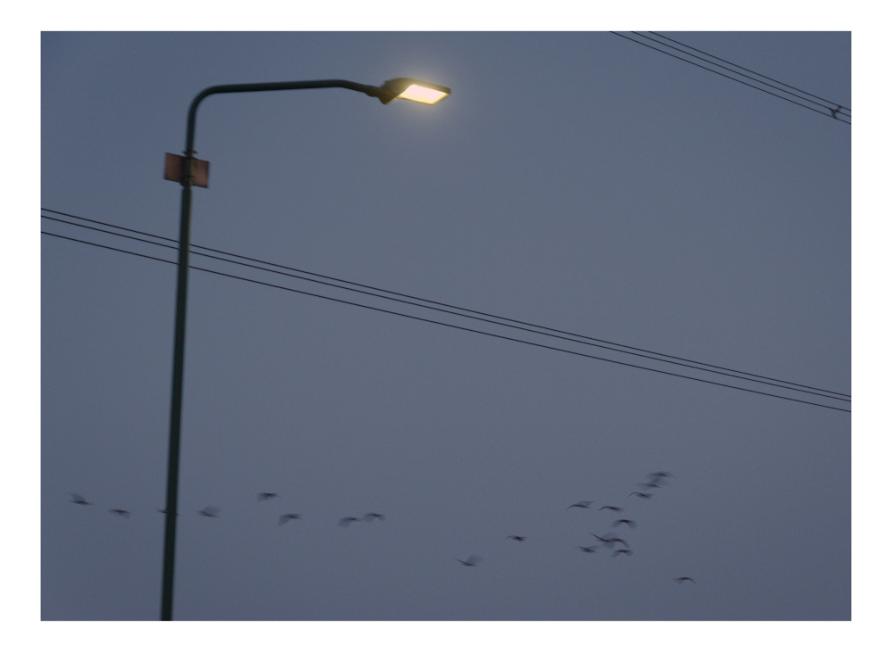 Flap