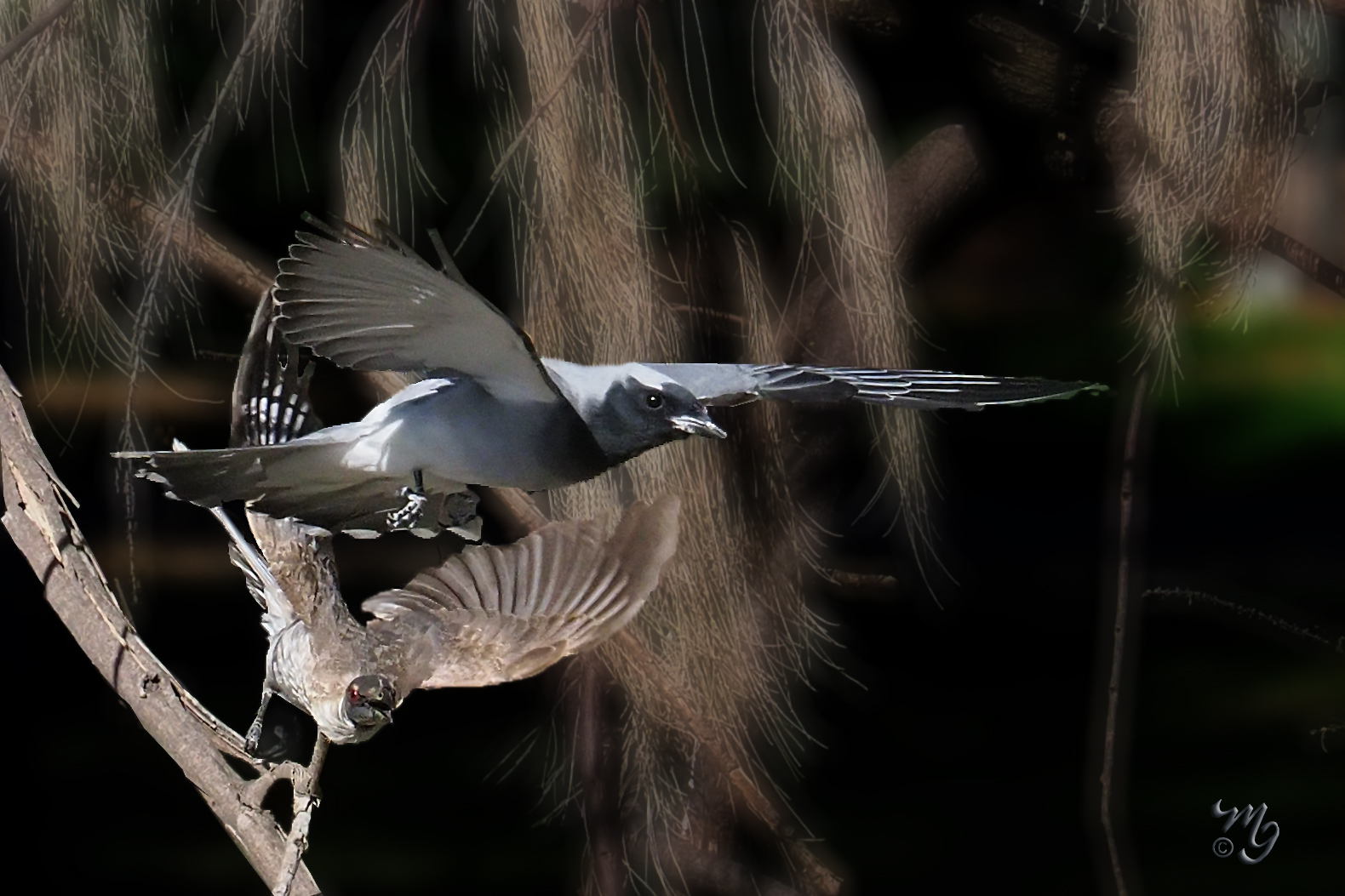 Flight of the Friarbird.jpg