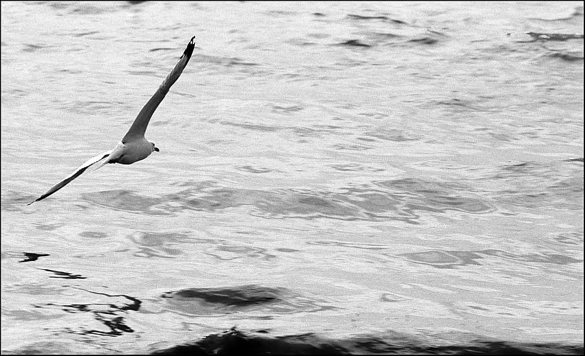 Flight