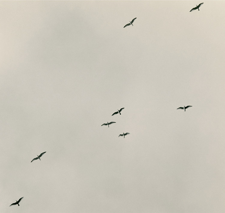 Flight