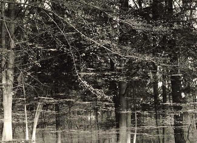 Floating Forest, Eagle Creek