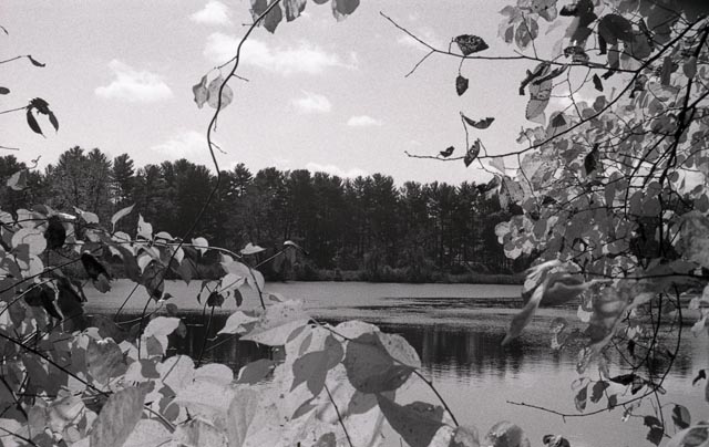 floating over leaves
