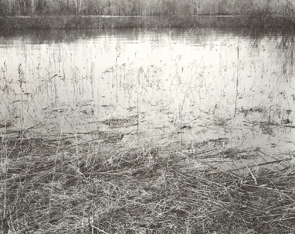 Flooded Fields