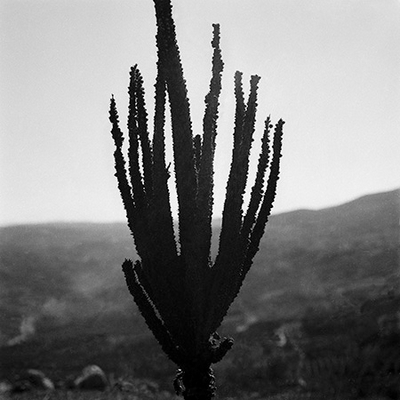 Flora
