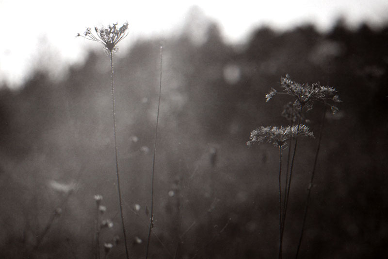 Floral against Sun