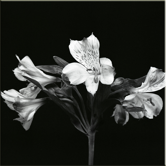 Floral Alibi