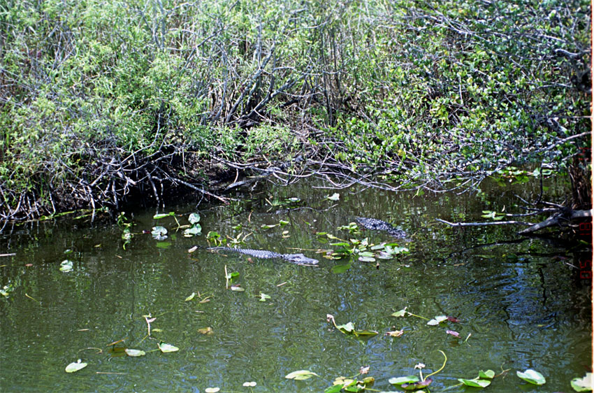 Florida swimming pond