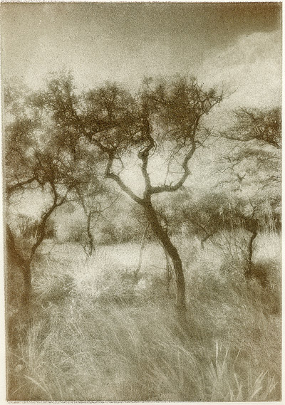 Florida tree bromoil