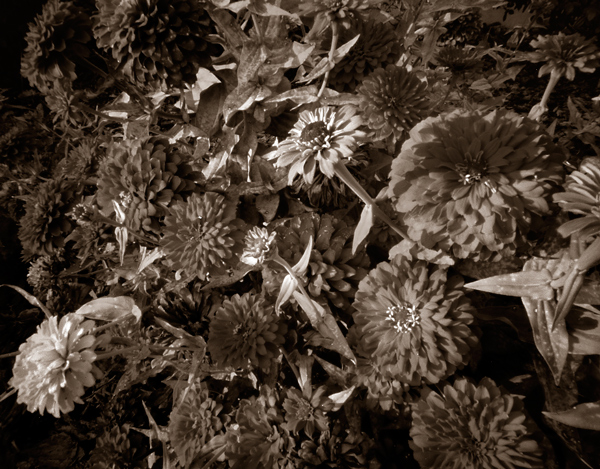 flower bed