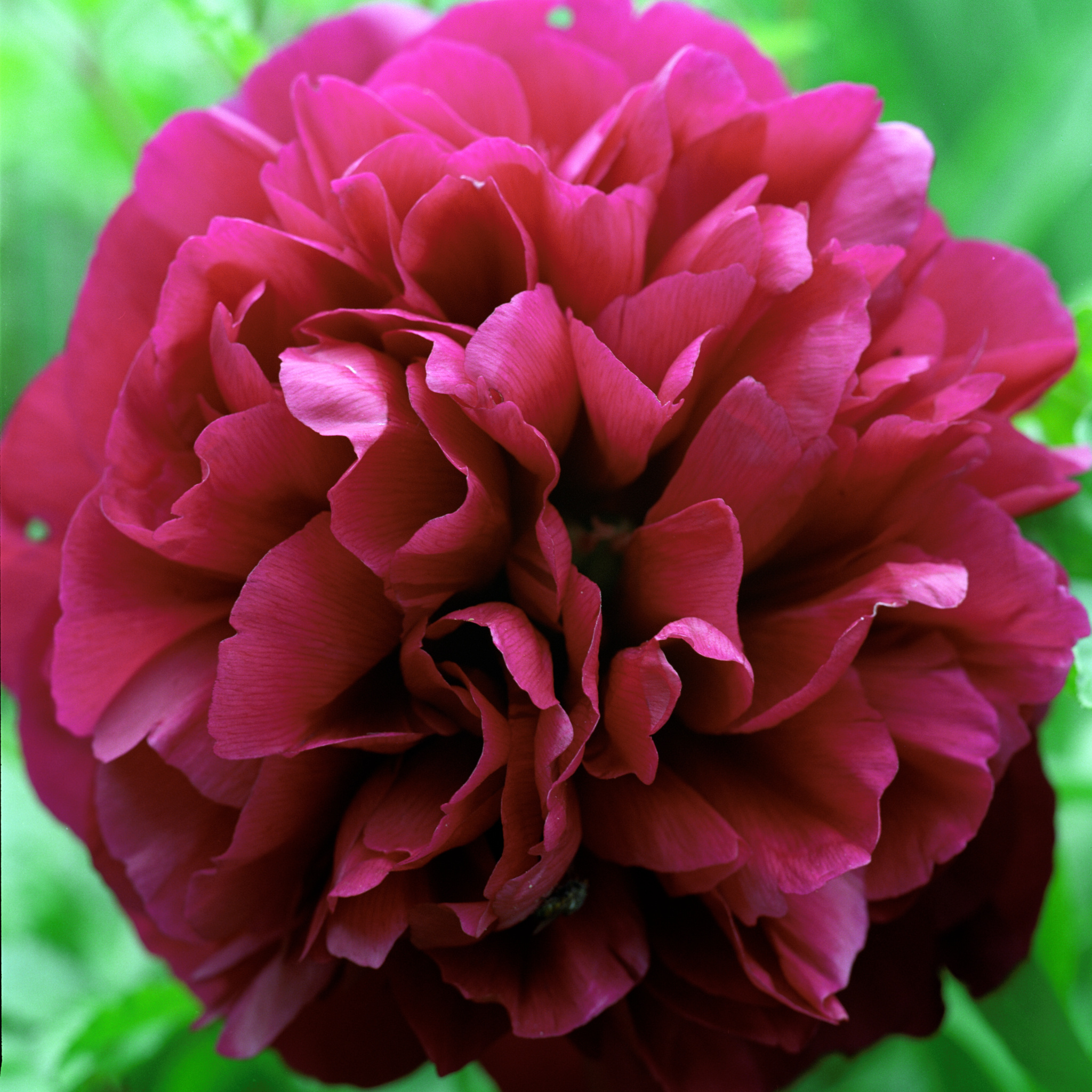 Flower close-up