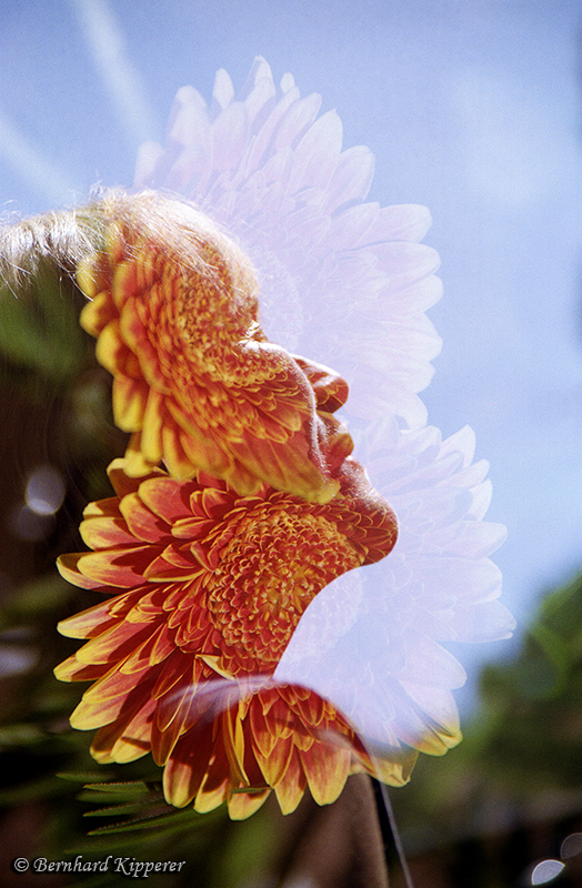 Flower Head