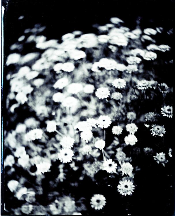 Flower In The Wind
