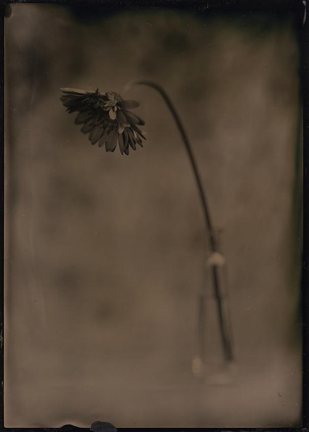 Flower in Vase