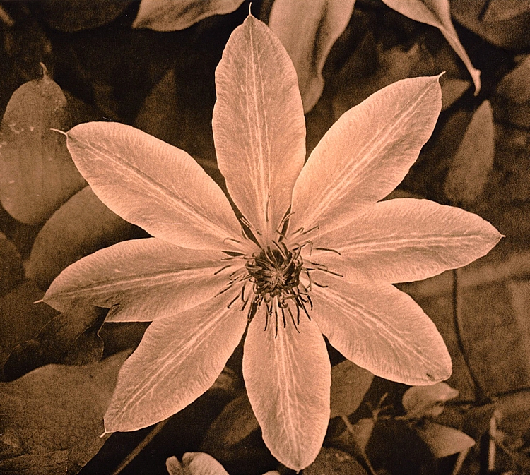 Flower Lith