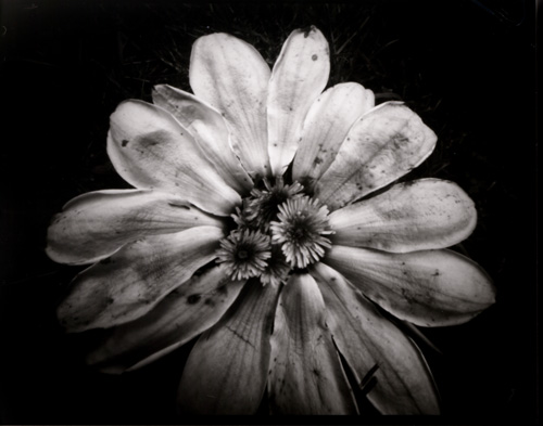 Flower made of petals