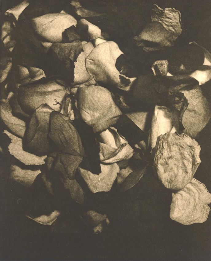 Flower Petals