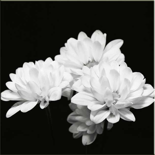 Flower Power