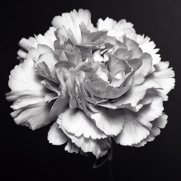 Flower Power
