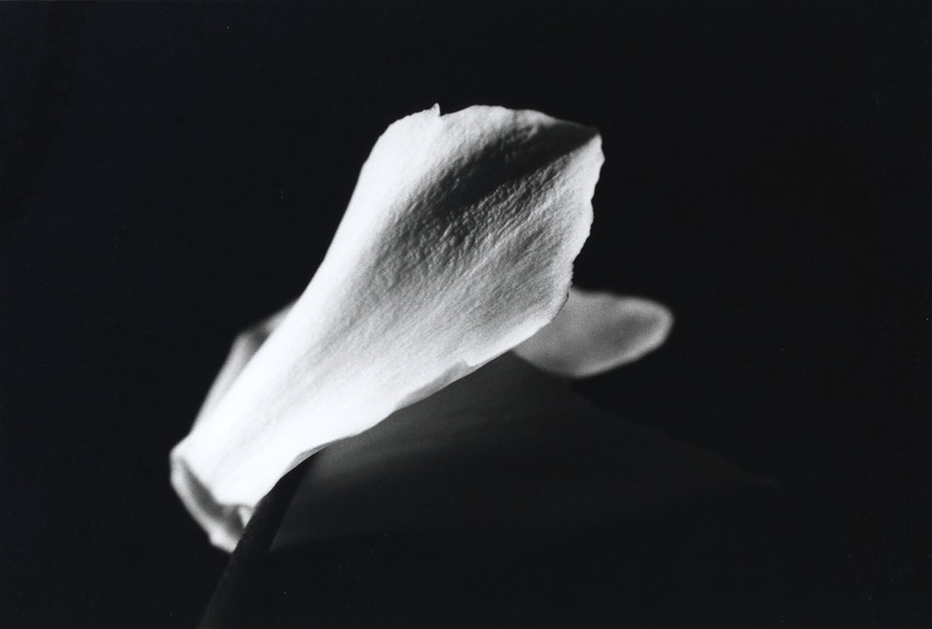 Flower study 2004 - 1