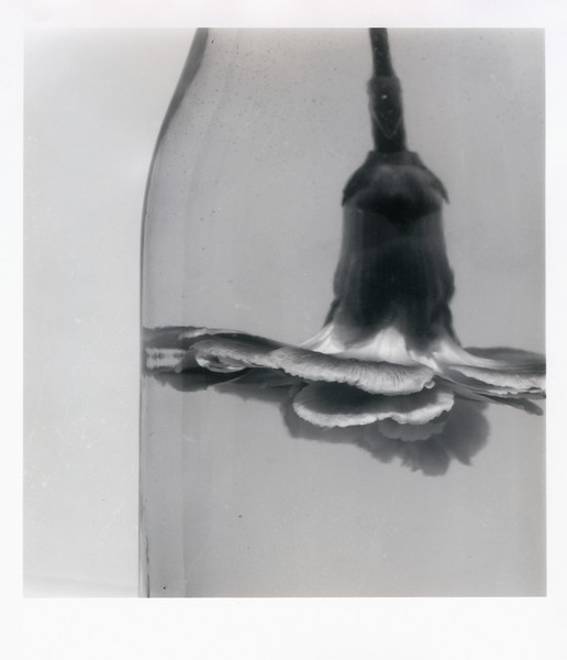 Flower-vase-water