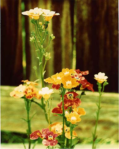 Flowers #1