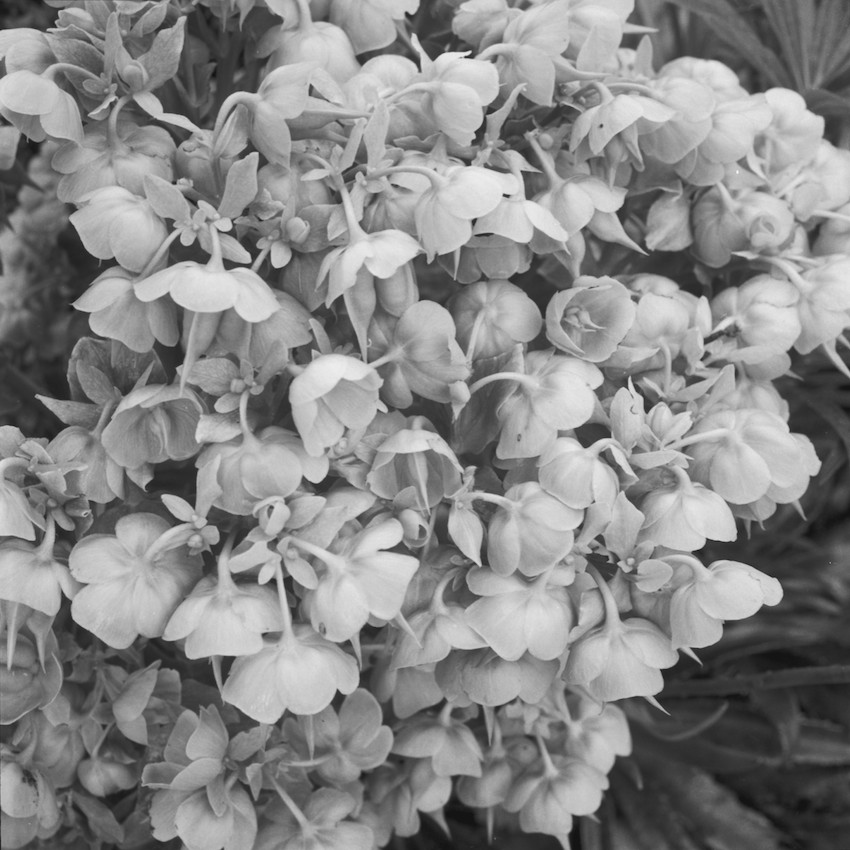 flowers 1
