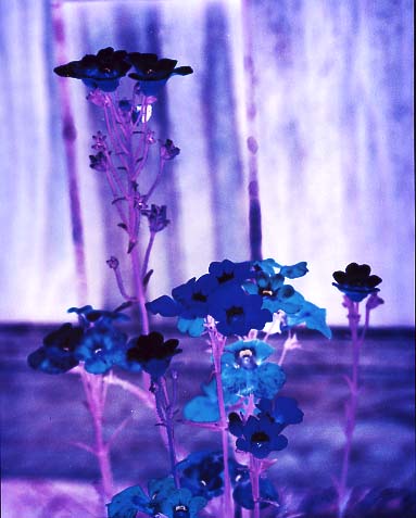 Flowers #3