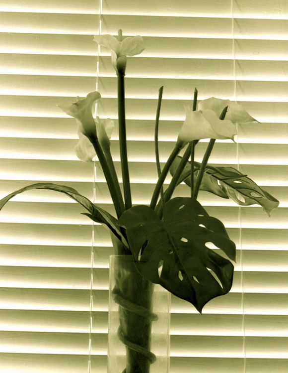 Flowers and Blind, 2006