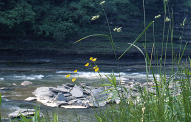 Flowers at Letchworth Park