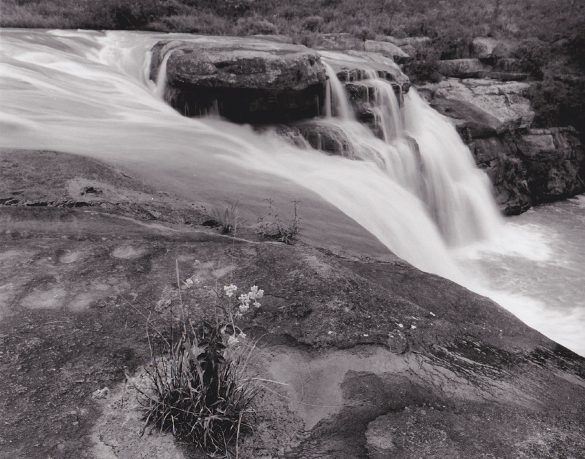 Flowers at the Top of the Falls