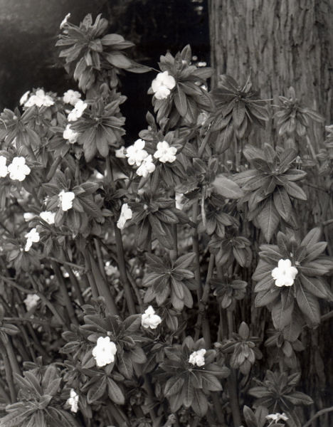 Flowers, Evans Hall